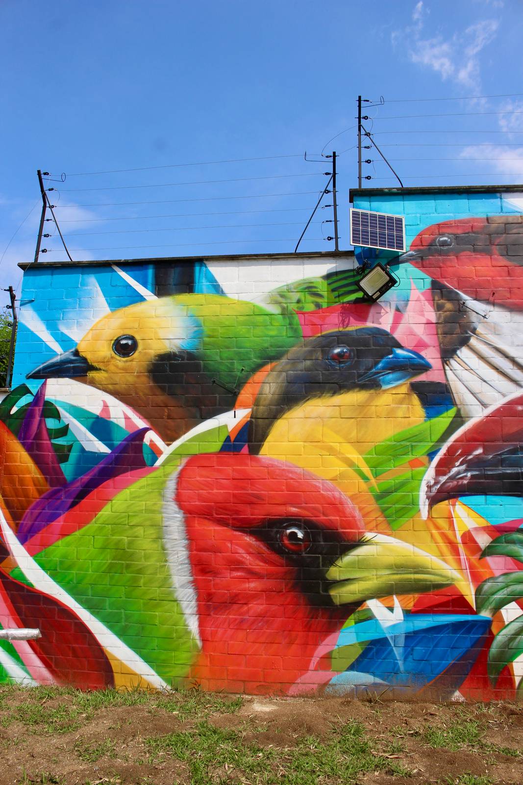 Sancho&mdash;"Aves de Cali"