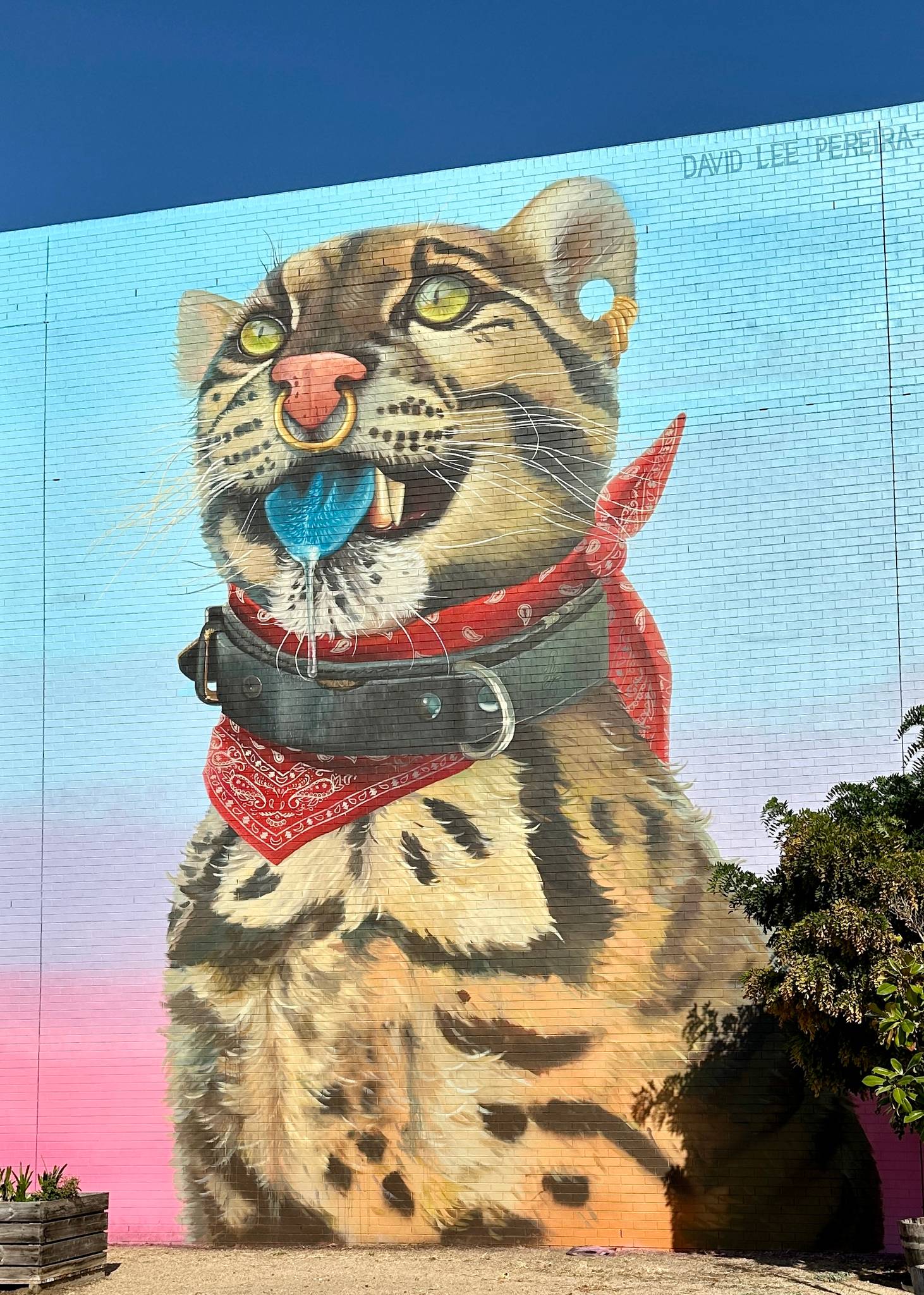 David Lee Pereira&mdash;Wild Cat with Blue Tongue
